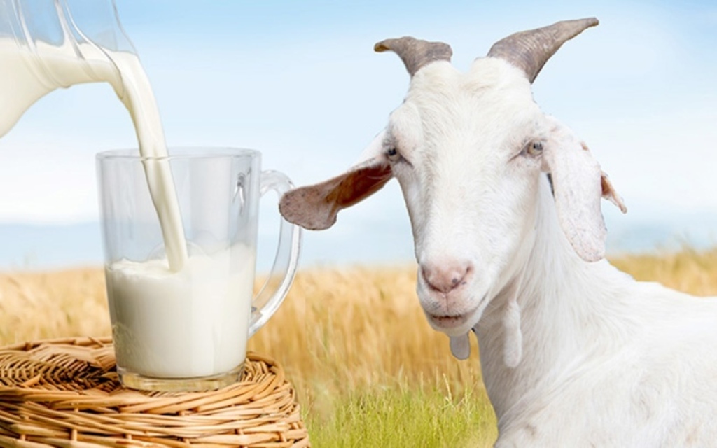 Goat Milk