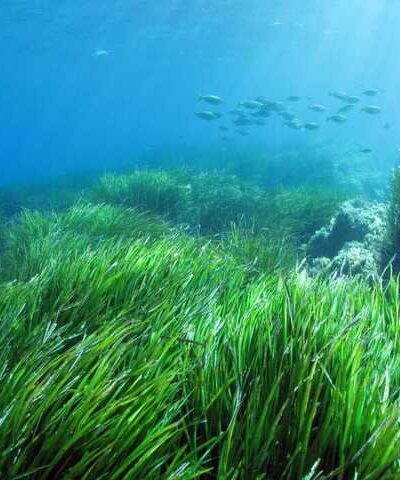 Spirulina Benefits, Side Effects and Precautions