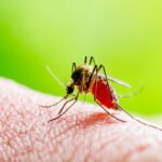 Why do Platelets Decrease in Dengue Fever