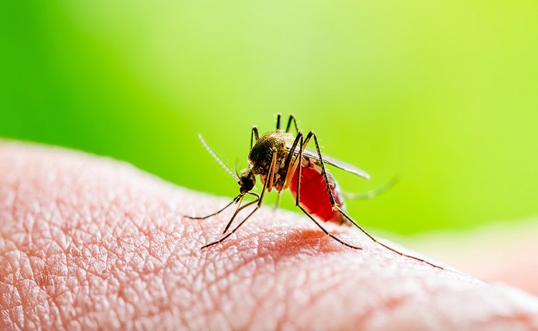 Why do Platelets Decrease in Dengue Fever