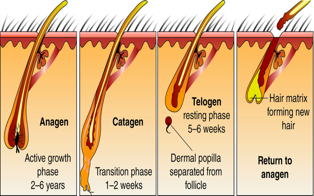 Hair Growth Cycle