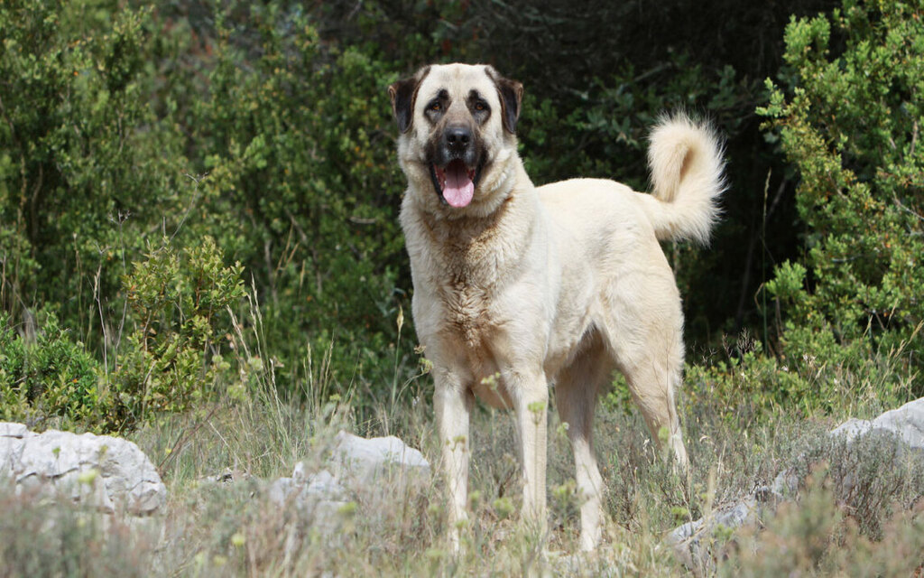 Anatolian Shepherd