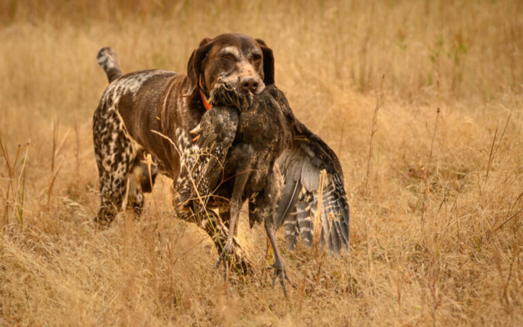 Appalachian Turkey Dog