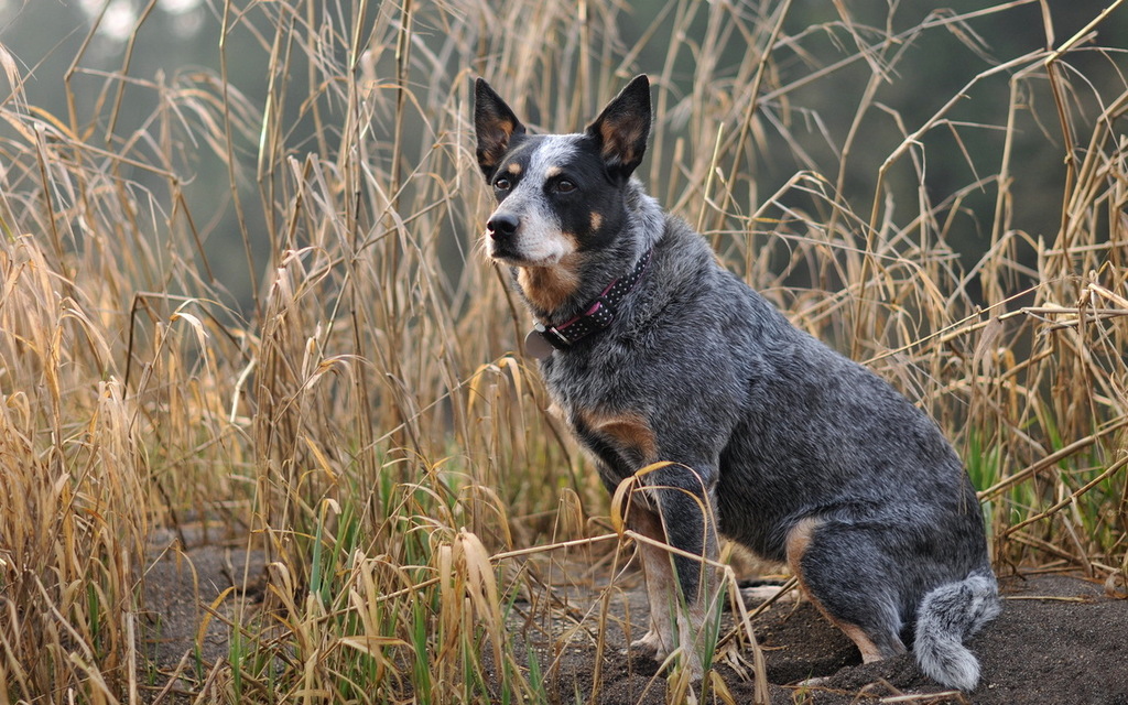 Australian Cattle Dog