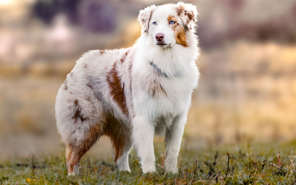 Australian Shepherd