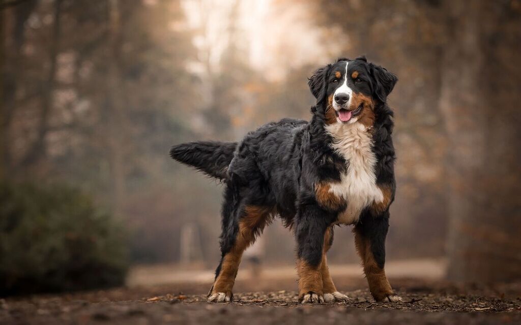 Bernese Mountain Dog