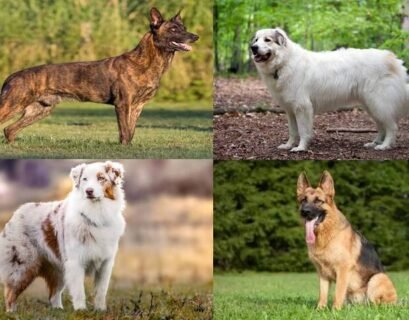 Best Dog Breeds for Farms