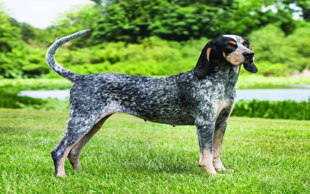 Bluetick Coonhound