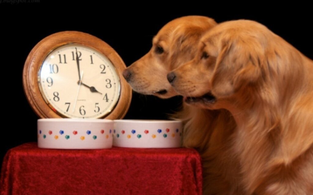 Creating a Schedule for Your Dog