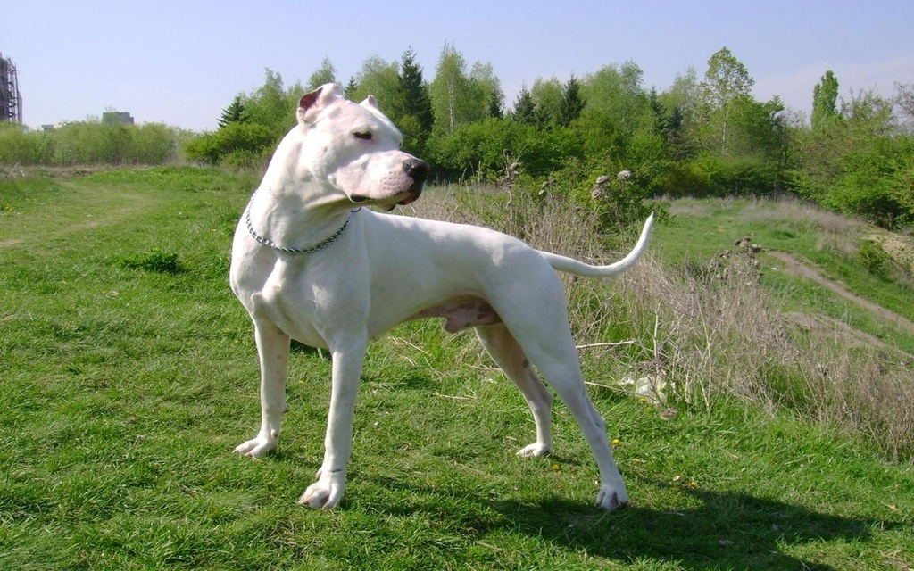 Dogo Argentino