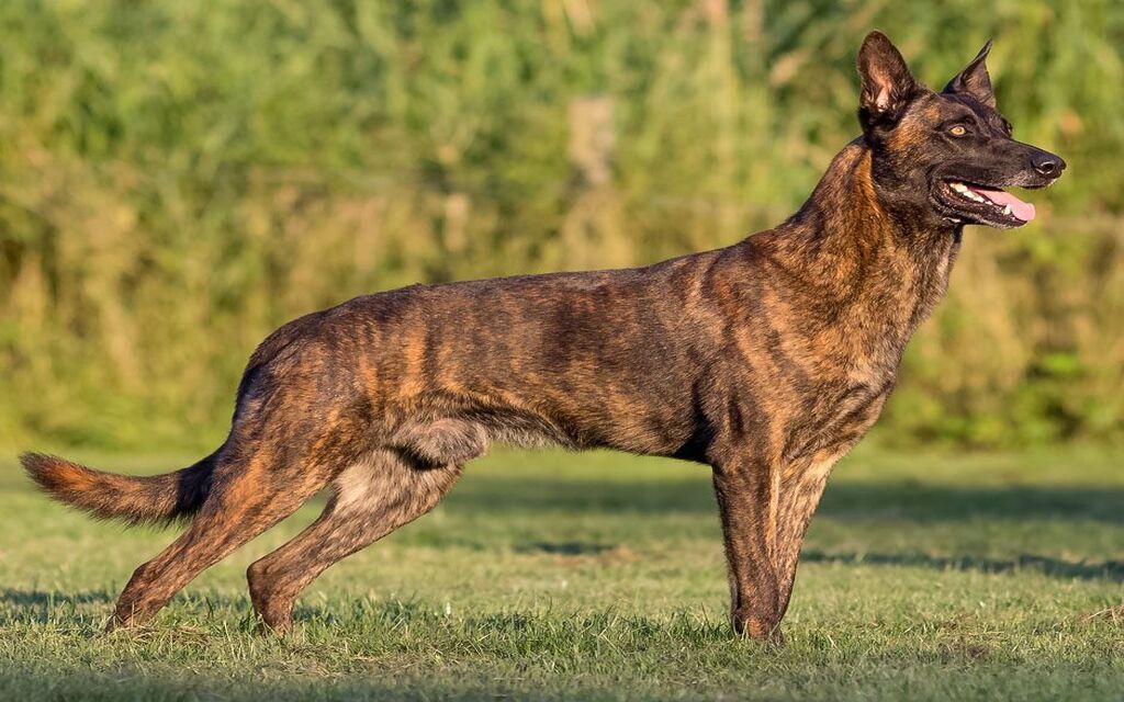 Dutch Shepherd