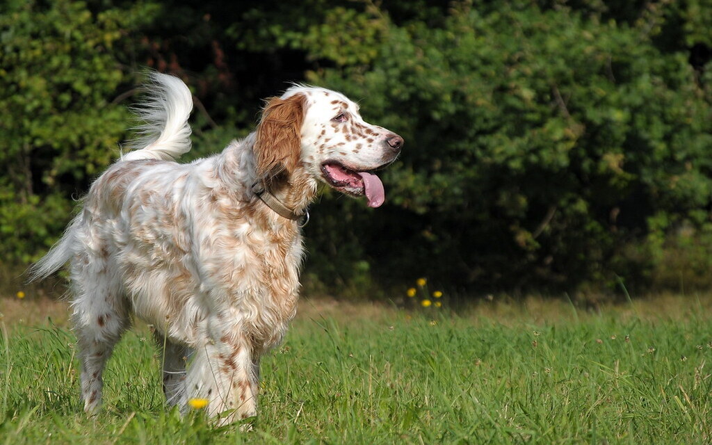 English Setters