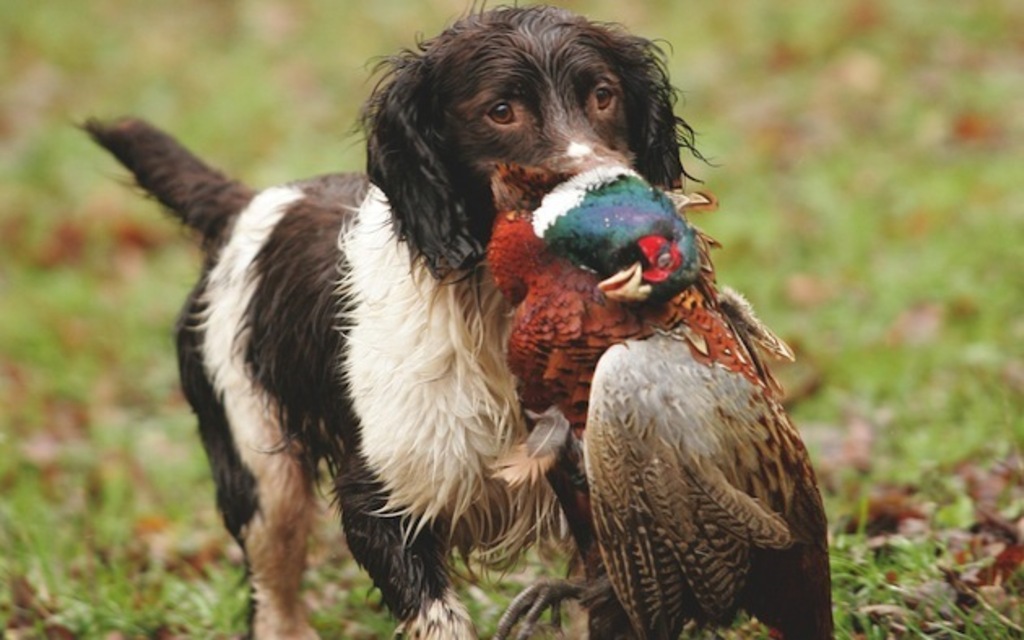 English Springer Spaniel