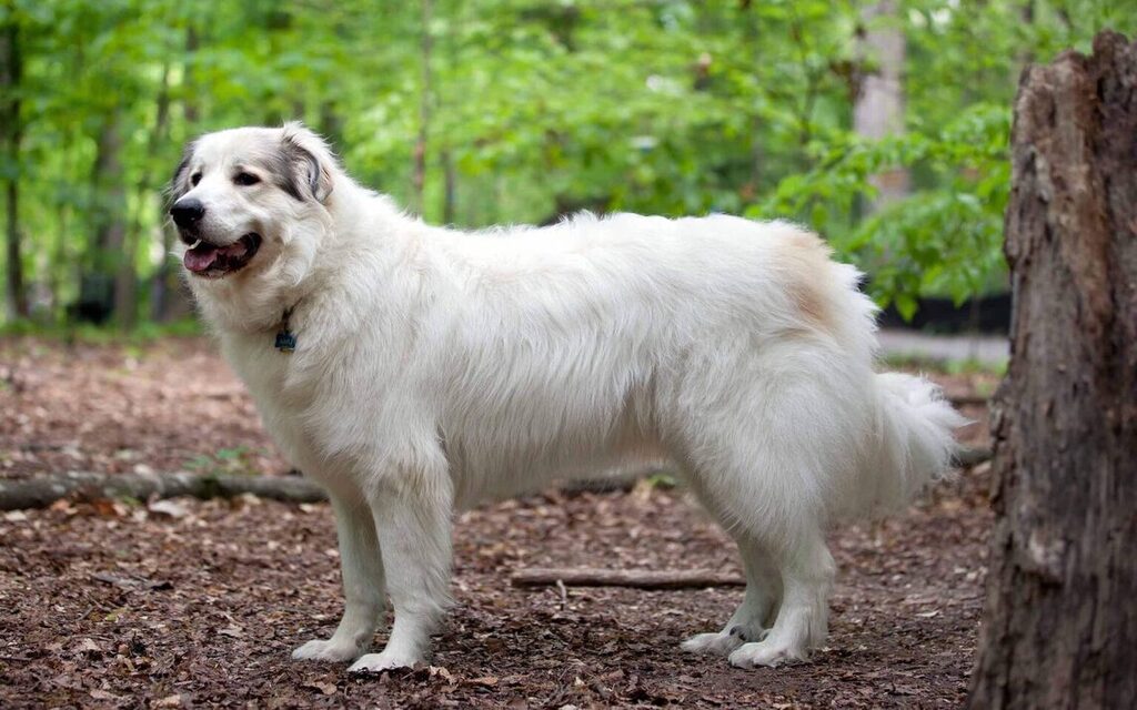 Great Pyrenees