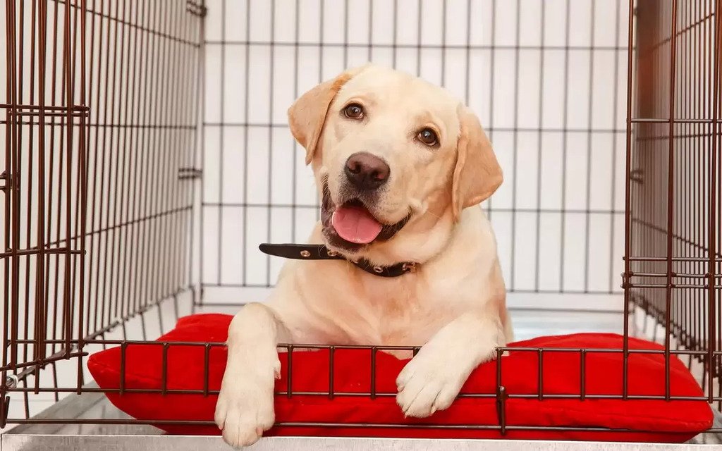 Implementing Crate Training