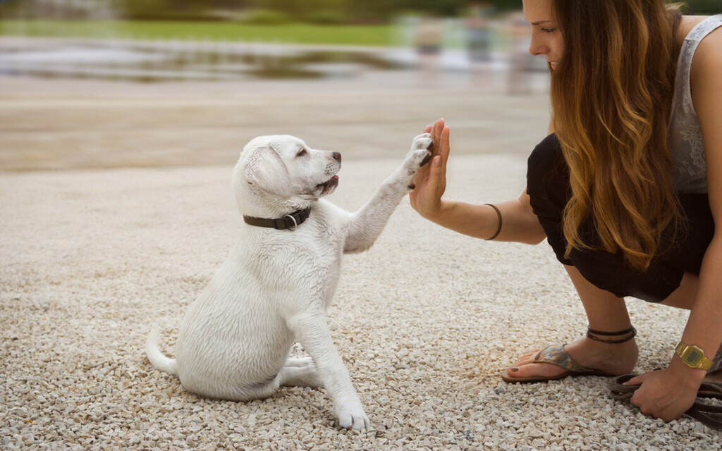 Maintain Communication with Your Puppy