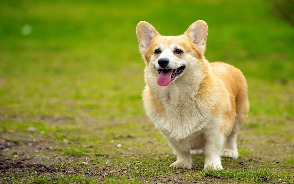 Pembroke Welsh Corgi