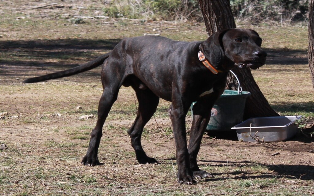 Plott Hound