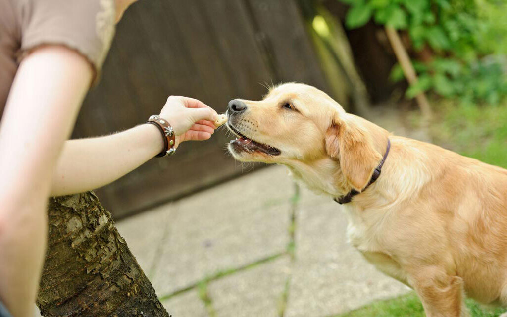 Rewarding the Positive Conduct of Your Dog