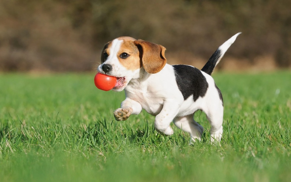 Beagle Puppy