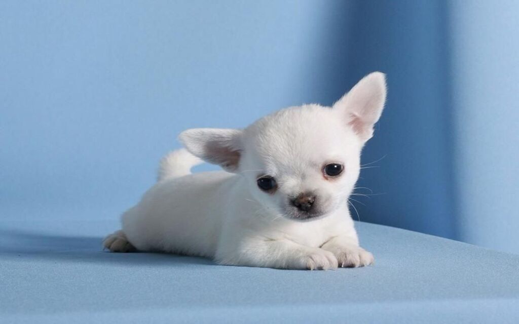 Chihuahua Puppy