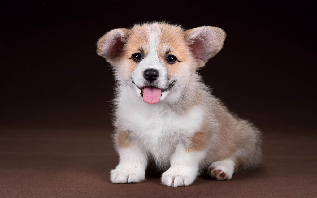 Corgi Puppy