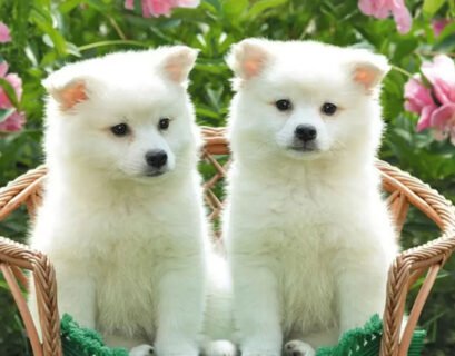 Cute puppies that you can buy