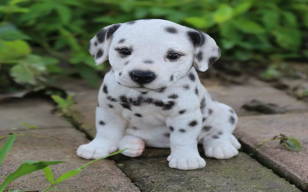 Dalmatian Puppy