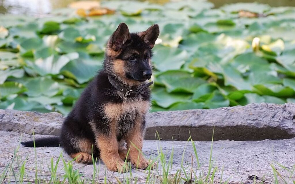 German Shepherd Puppy