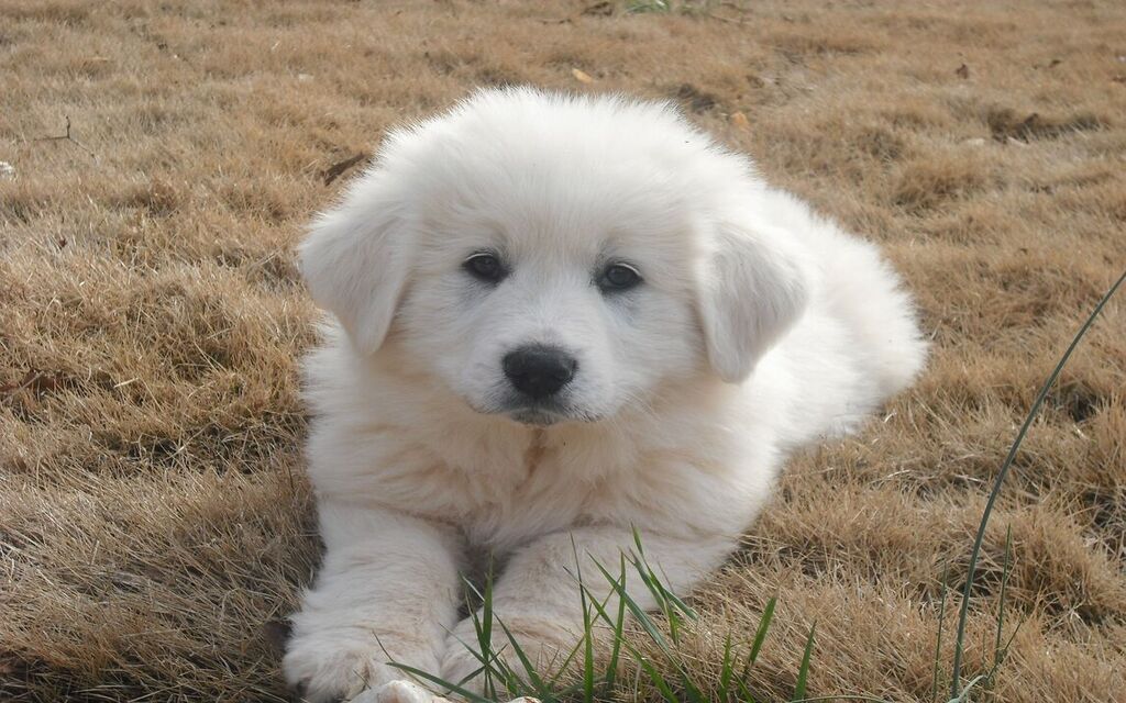 Great Pyrenees Puppy