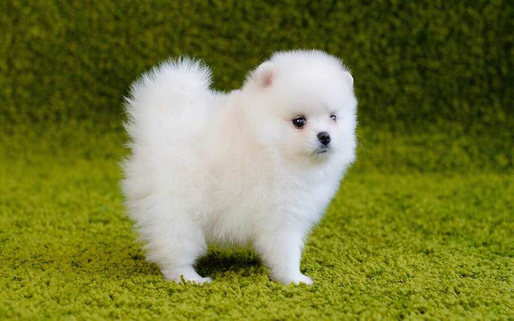 Pomeranian Puppy