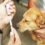 Rabies Vaccine Dose for Dogs