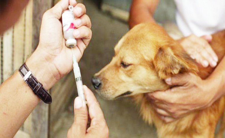Rabies Vaccine Dose for Dogs
