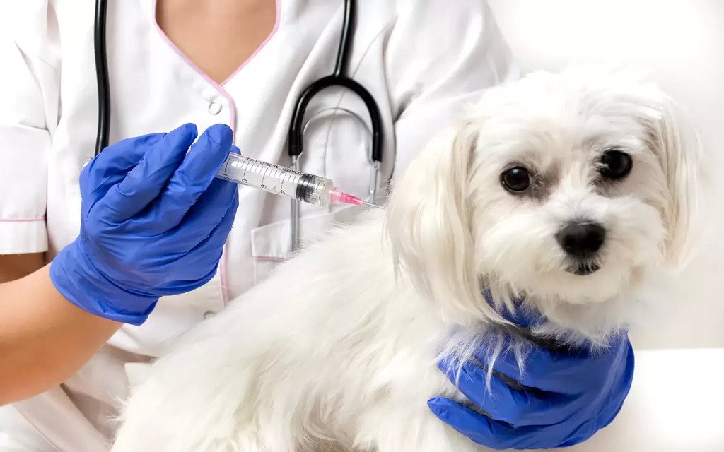 Rabies Vaccine Schedule for Dogs