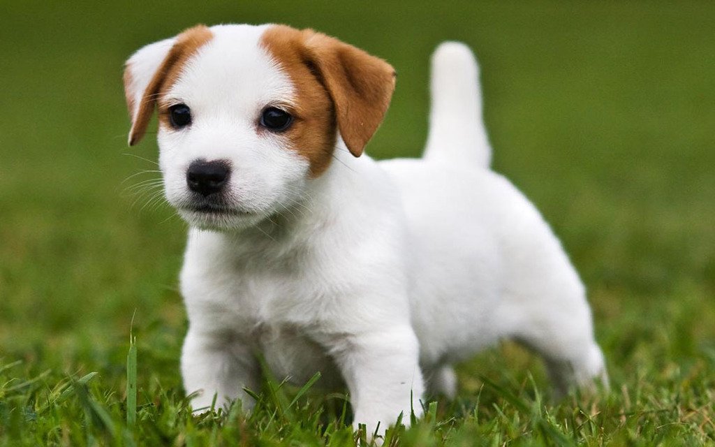 Russell Terrier Puppy