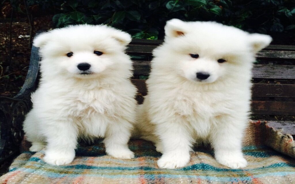 Samoyed Puppy