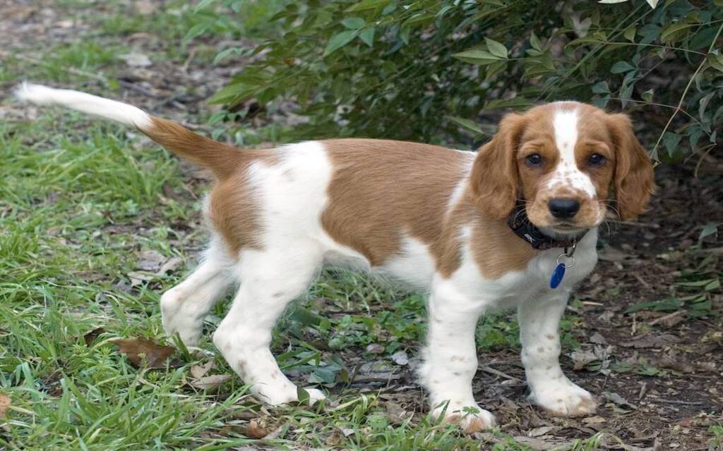 Welsh Springer Spaniel Puppy