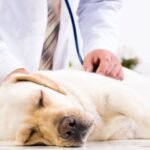 Gastritis in Dogs