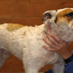 Pyoderma in Dogs Home Treatment