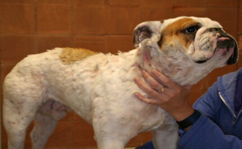 Pyoderma in Dogs Home Treatment