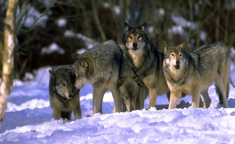 A wolf pack of 7–12 members