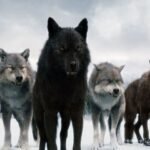 Super Pack of 400 Wolves that Terrorized the World