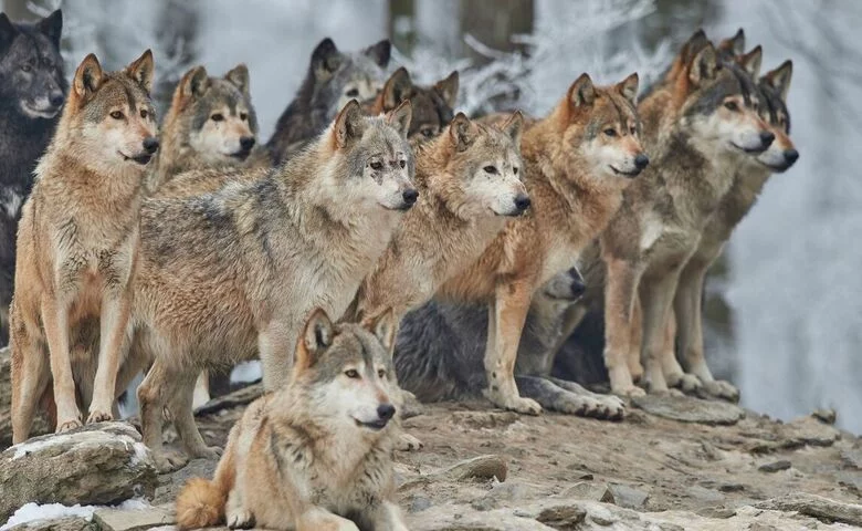 Super Pack of 400 Wolves
