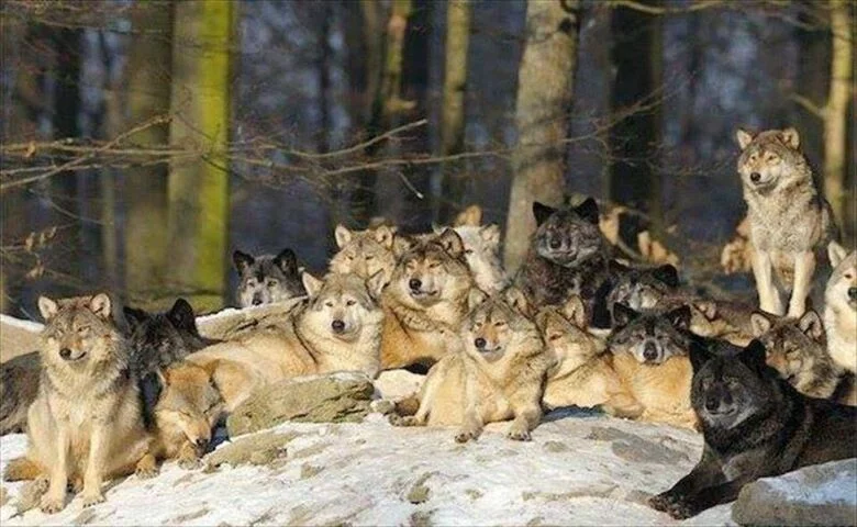 wolf pack alliance