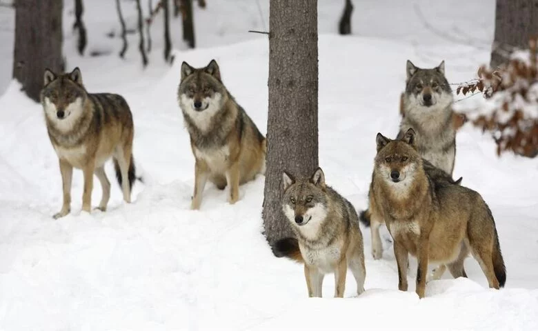 wolves consume a variety of prey